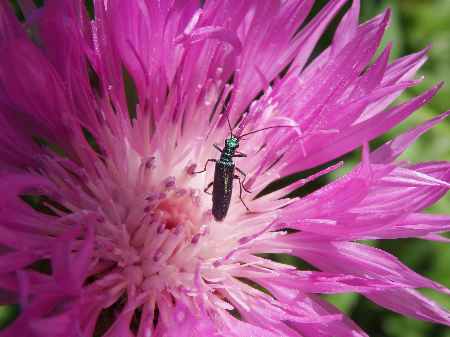 Grüner Scheinbockkäfer (Oedemera nobilis) - Weibchen