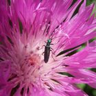 Grüner Scheinbockkäfer (Oedemera nobilis) - Weibchen