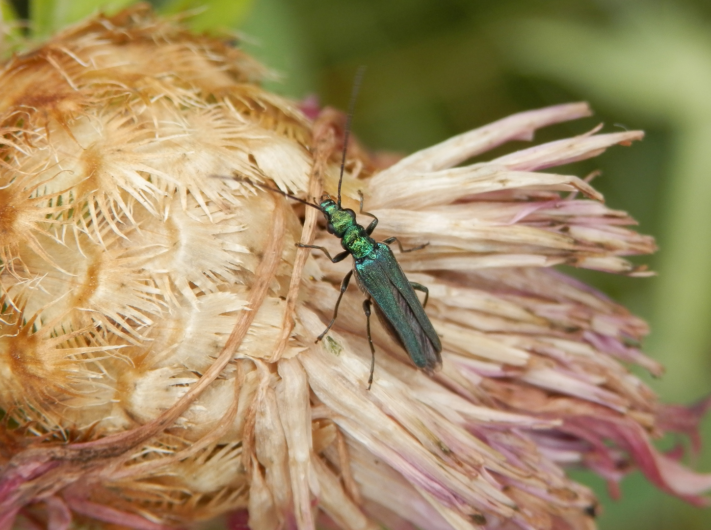 Grüner Scheinbockkäfer (Oedemera nobilis) - Weibchen