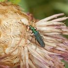 Grüner Scheinbockkäfer (Oedemera nobilis) - Weibchen