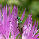 Grüner Scheinbockkäfer (Oedemera nobilis) - Weibchen