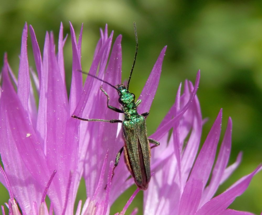 Grüner Scheinbockkäfer (Oedemera nobilis) - Weibchen