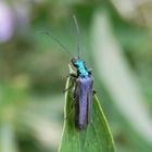 Grüner Scheinbockkäfer (Oedemera nobilis) - Weibchen