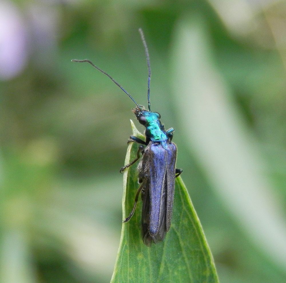 Grüner Scheinbockkäfer (Oedemera nobilis) - Weibchen