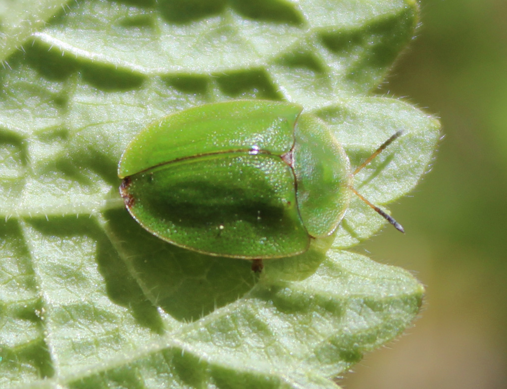 grüner Schildkäfer- Cassida rubiginosa 