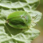 grüner Schildkäfer- Cassida rubiginosa 