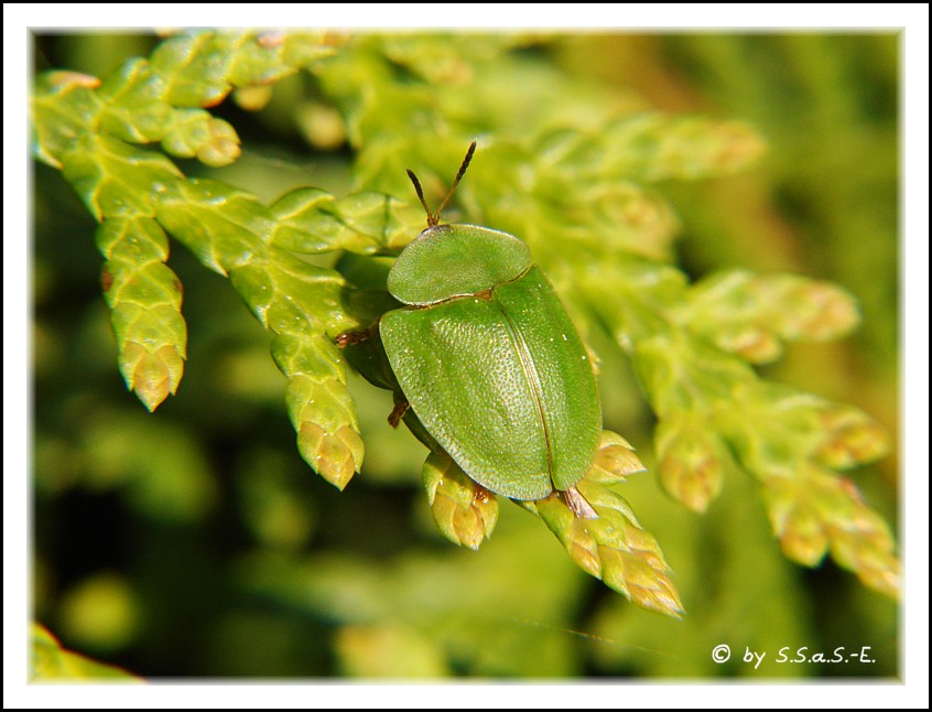 Grüner Schildkäfer (Cassida viridis)