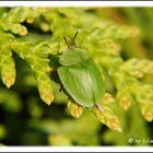 Grüner Schildkäfer (Cassida viridis)