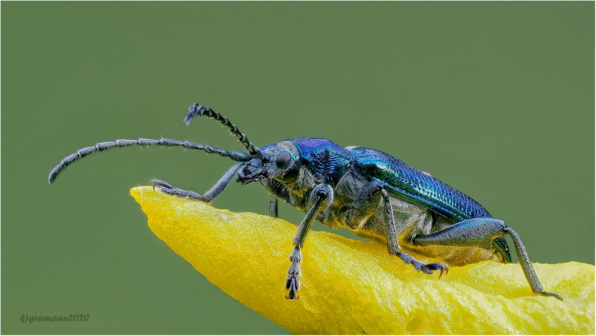 grüner schilfkäfer (donacia aquatica)....