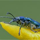 grüner schilfkäfer (donacia aquatica)....