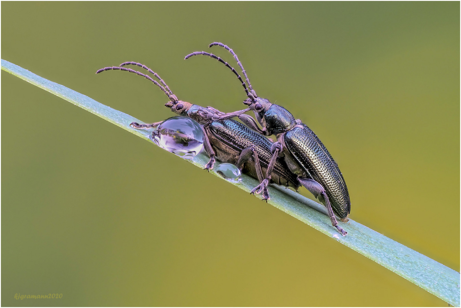 grüner schilfkäfer (donacia aquatica) II ....