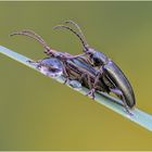 grüner schilfkäfer (donacia aquatica) II ....