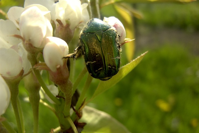 Grüner schillernder Käfer auf Birnenblüte