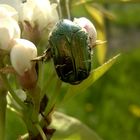 Grüner schillernder Käfer auf Birnenblüte