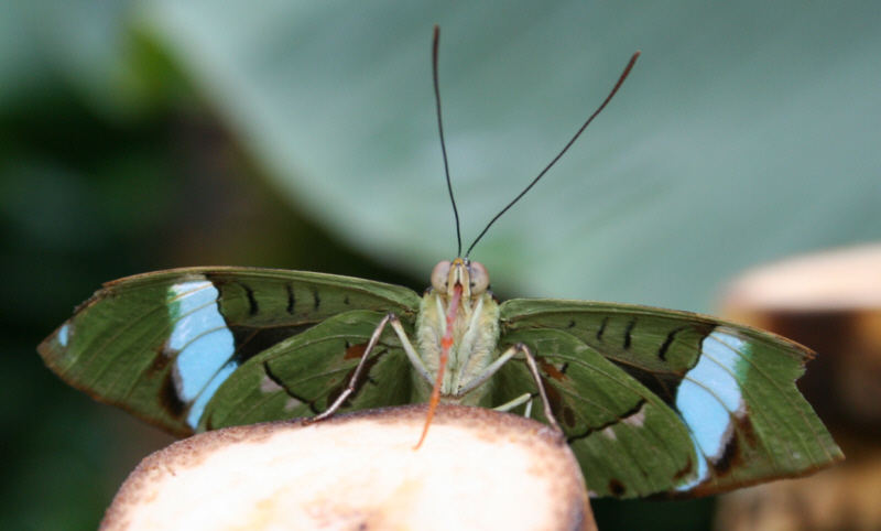 grüner Schmetterling