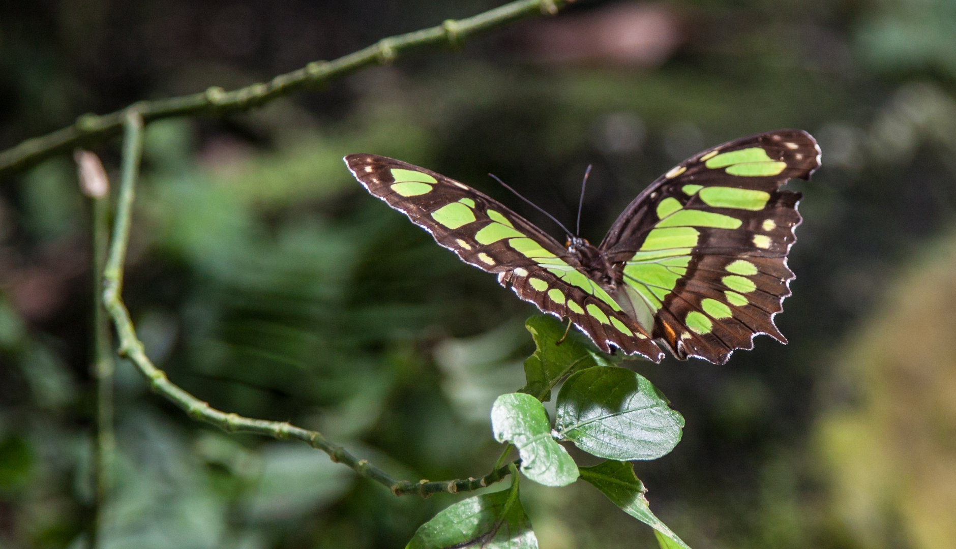 Grüner Schmetterling