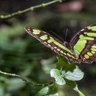 Grüner Schmetterling