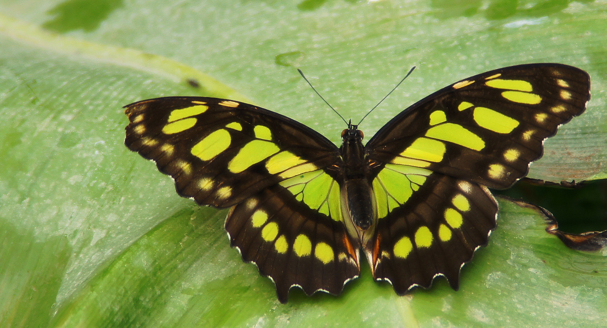 grüner Schmetterling