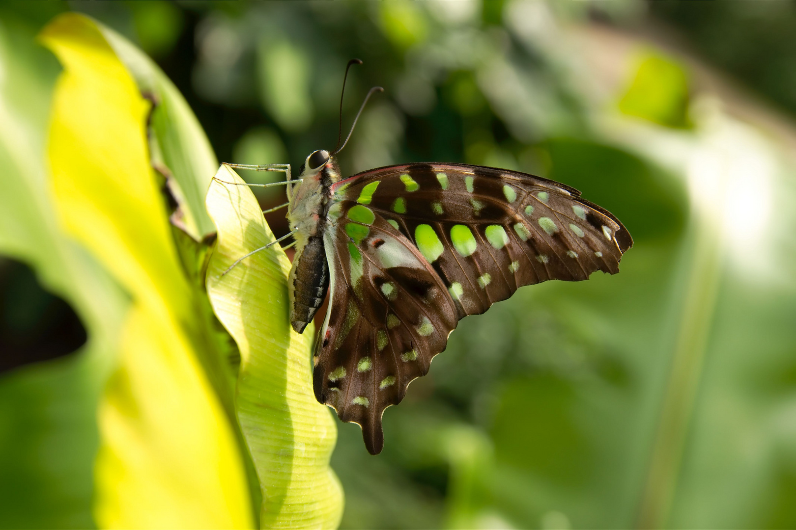 Grüner Schmetterling