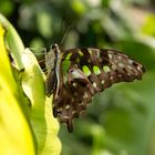 Grüner Schmetterling