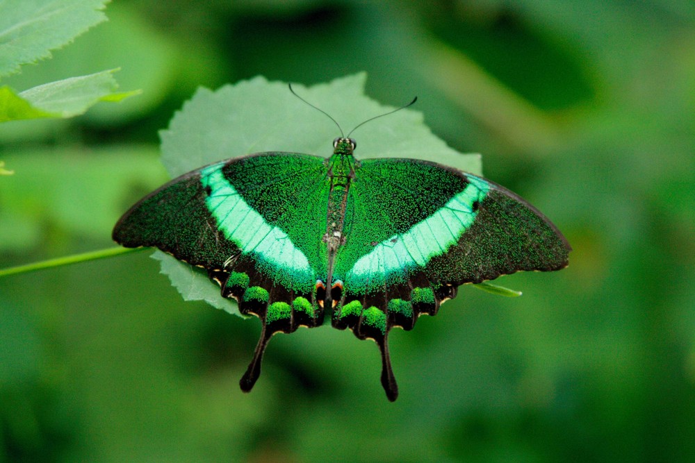 grüner Schmetterling