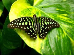 Grüner Schmetterling