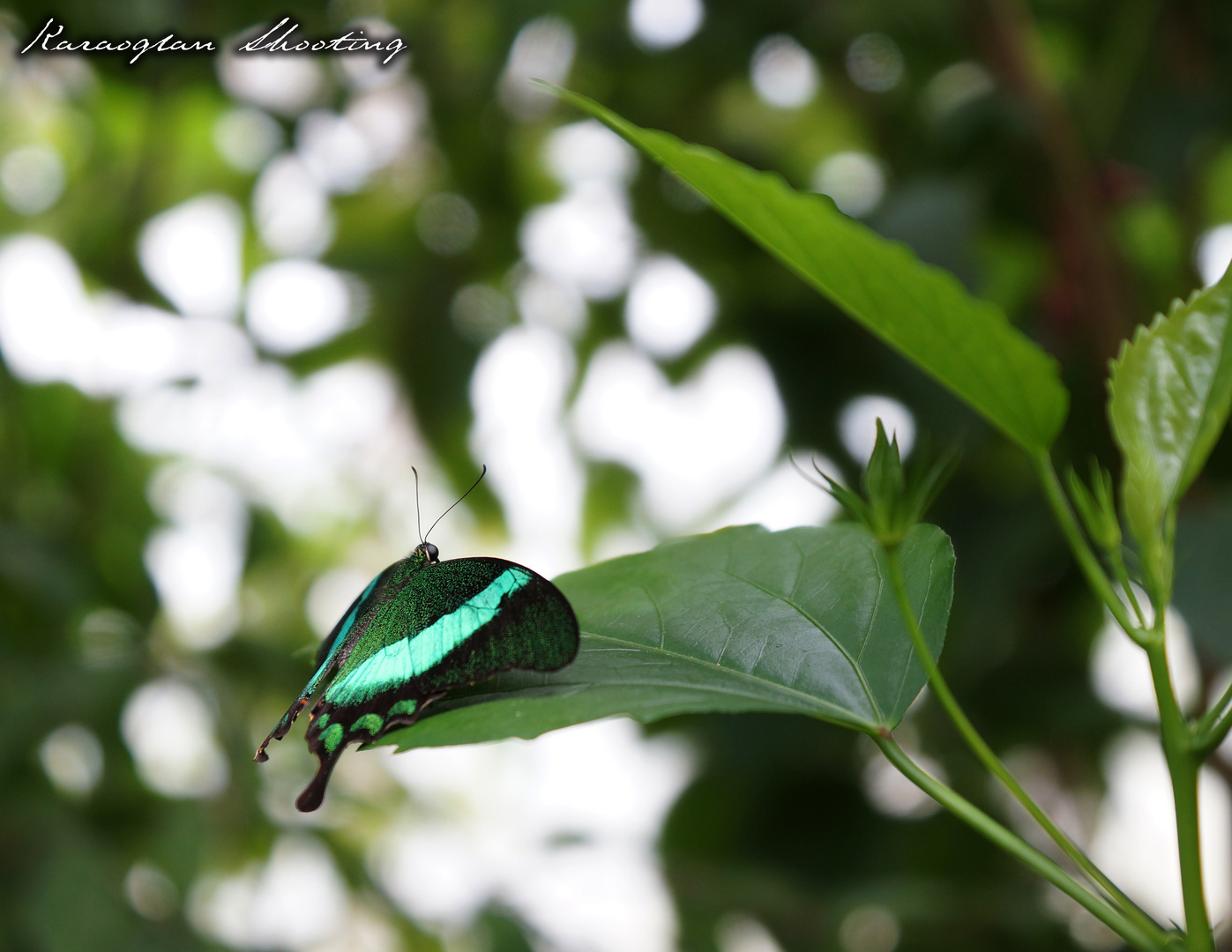 Grüner Schmetterling