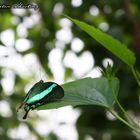 Grüner Schmetterling