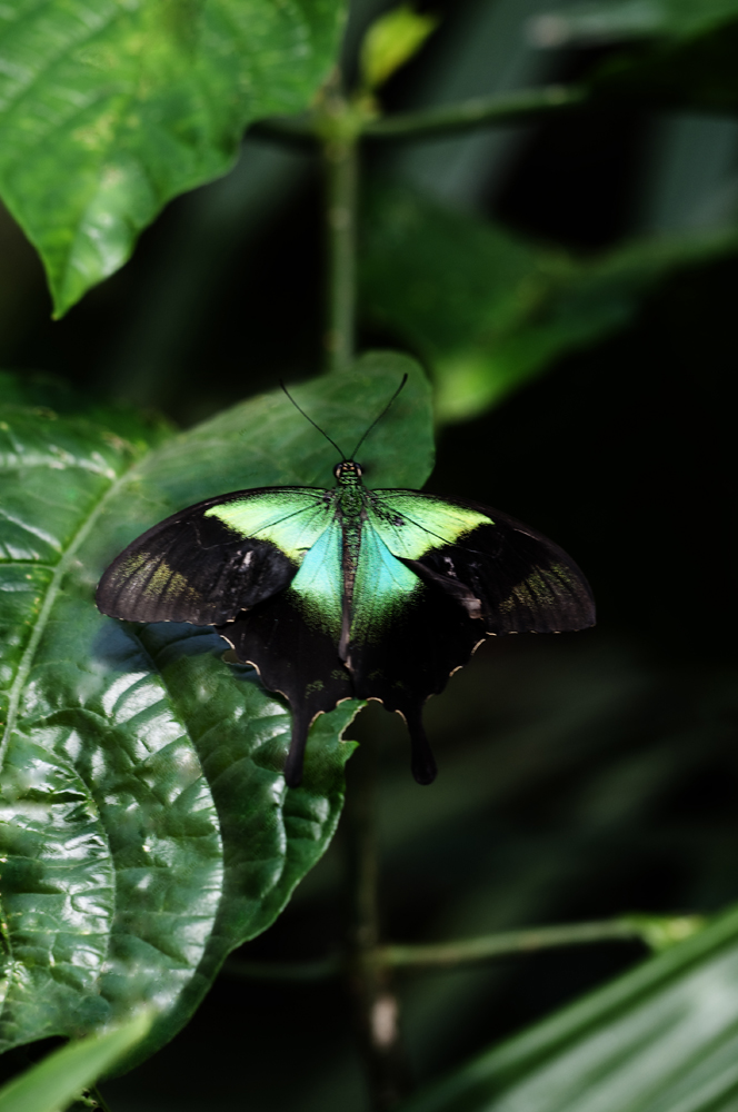 Grüner Schmetterling