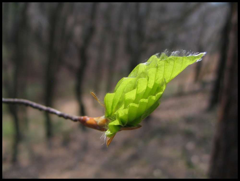 Grüner Schmetterling