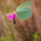 Gruener Schmetterling