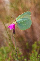 Gruener Schmetterling