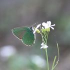 grüner Schmetterling