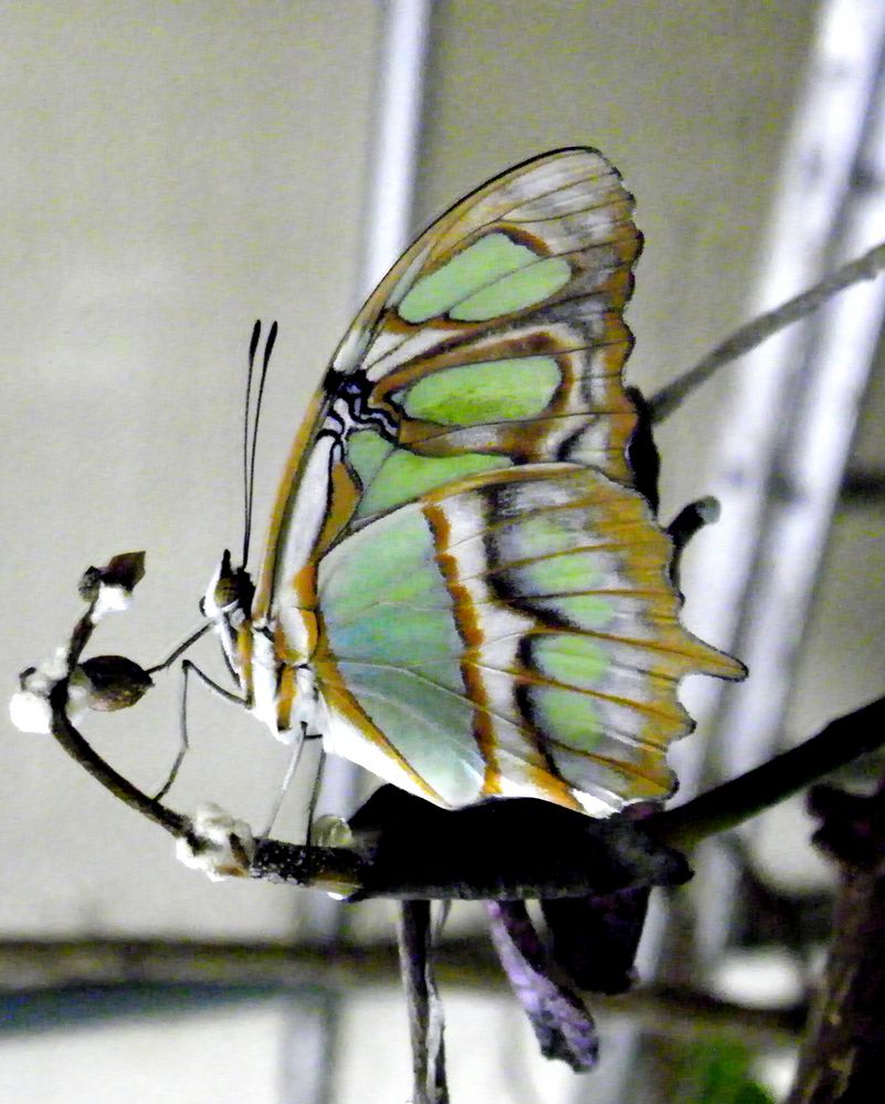 grüner Schmetterling