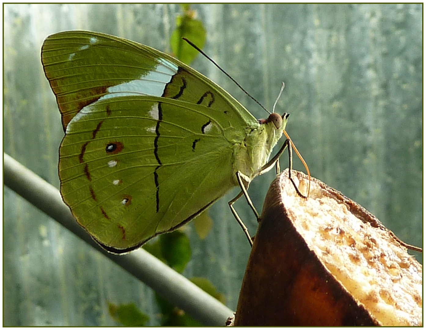 grüner Schmetterling an Banane