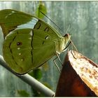 grüner Schmetterling an Banane