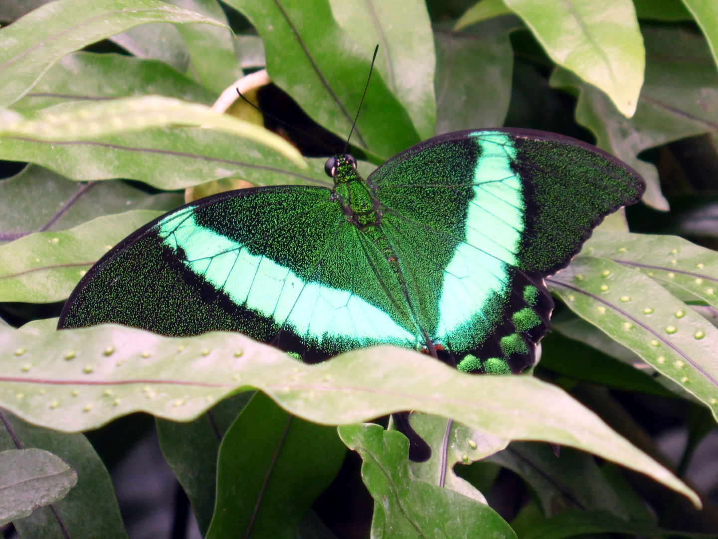 Grüner Schmetterling auf grünem Grund