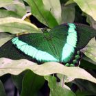 Grüner Schmetterling auf grünem Grund