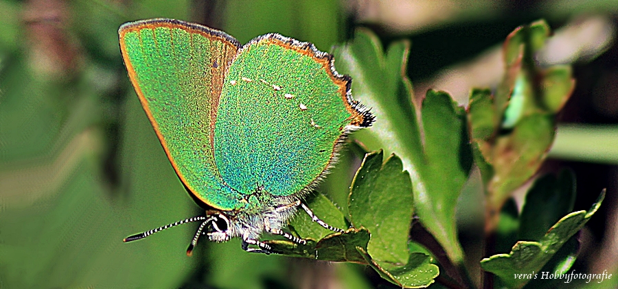 grüner Schmetterling