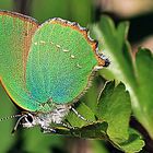 grüner Schmetterling