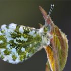 grüner Schmetterling