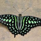 Grüner Schmetterling im Tropenhaus vom Palmitos Park