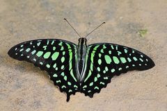 Grüner Schmetterling im Tropenhaus vom Palmitos Park