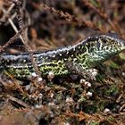 Grüner Schuppenträger..... Männliche Zauneidechse - (Lacerta agilis) 