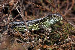 Grüner Schuppenträger..... Männliche Zauneidechse - (Lacerta agilis) 