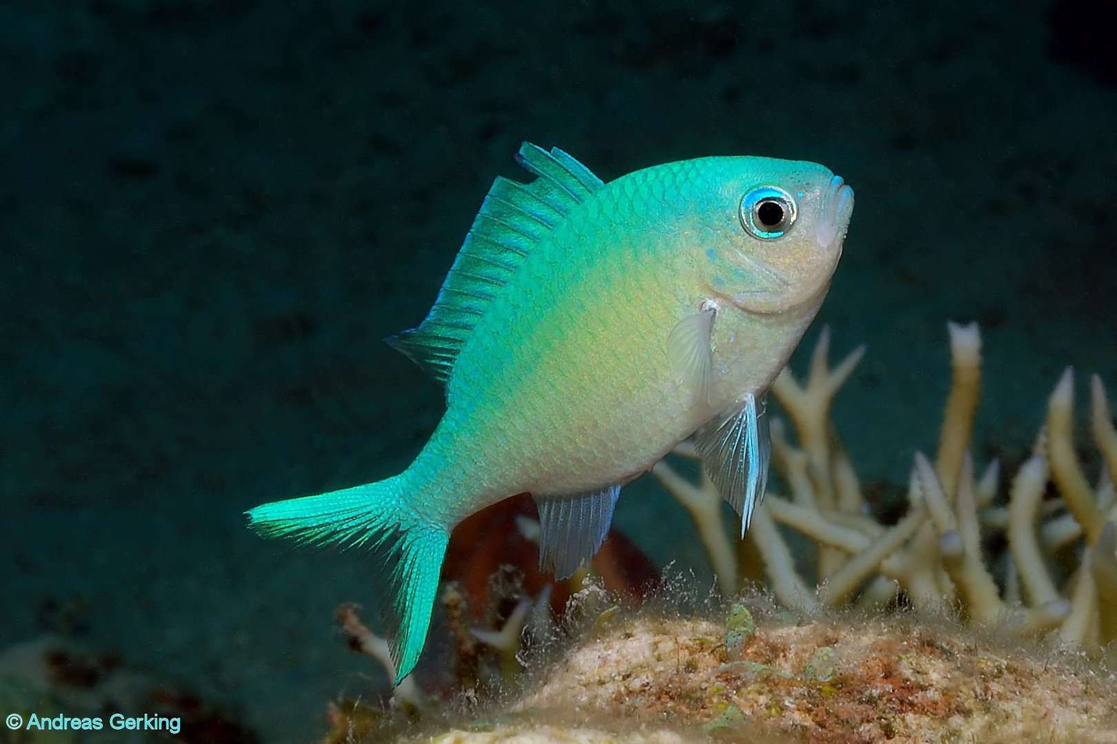 Grüner Schwalbenschwanz (Chromis viridis)