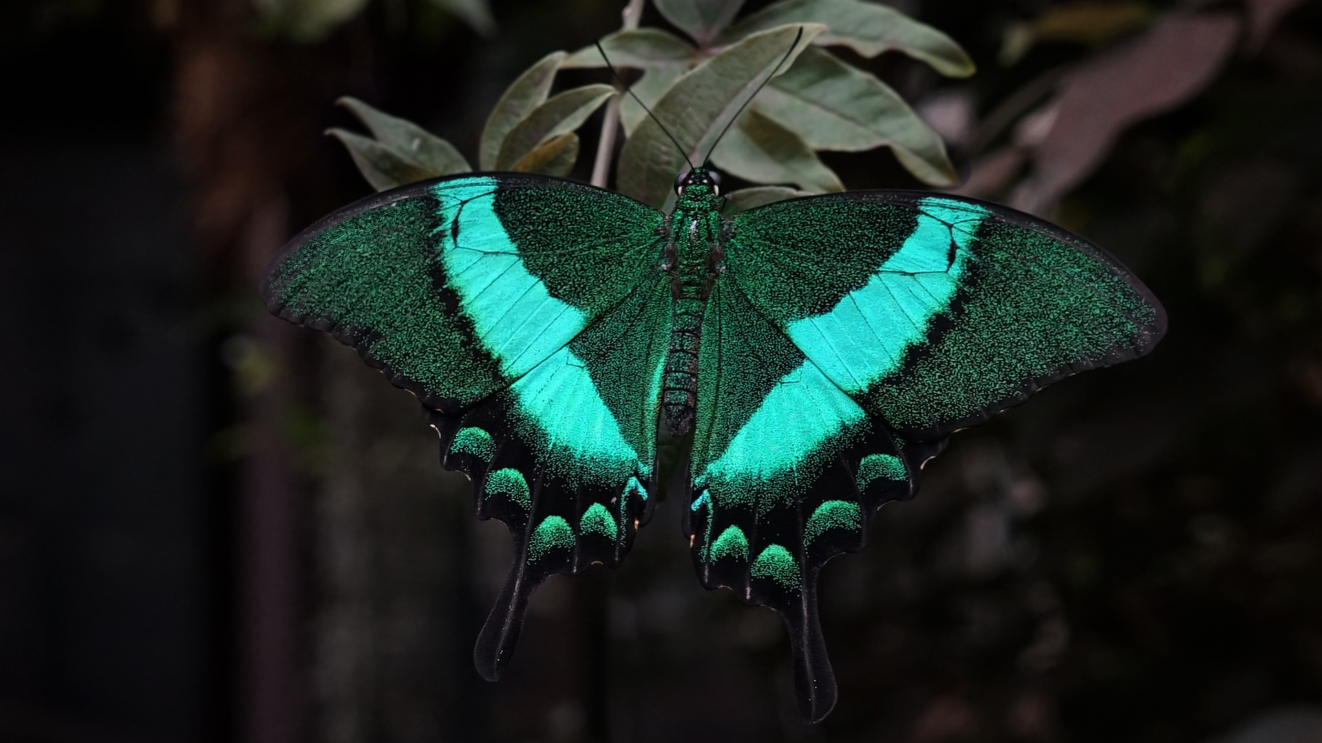 Grüner Schwalbenschwanz / Papilio Palinurus