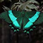 Grüner Schwalbenschwanz / Papilio Palinurus