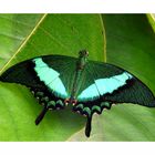 Grüner Schwalbenschwanz (Papilio palinurus)