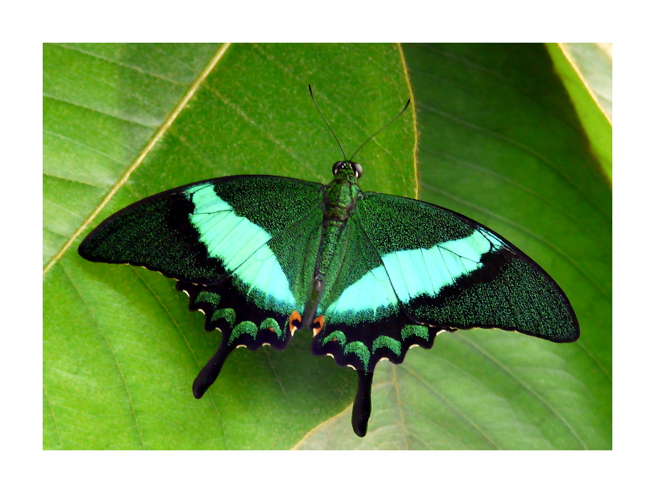 Grüner Schwalbenschwanz (Papilio palinurus)